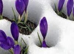 اخبار انتخابات : بیانیه 